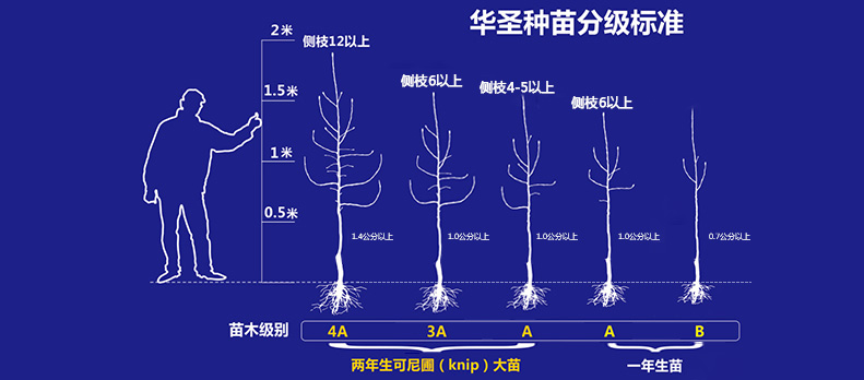 滚球买球的app官网