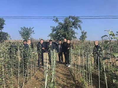 滚球买球的app官网
