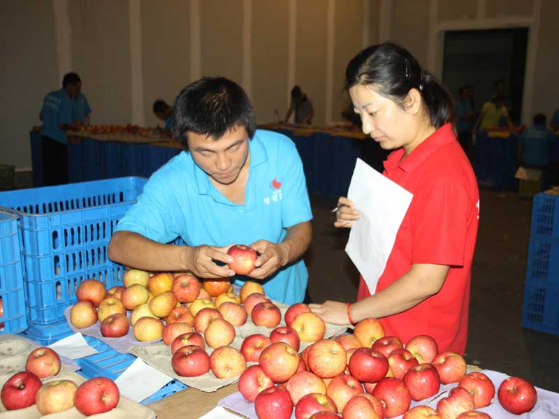 滚球买球的app官网