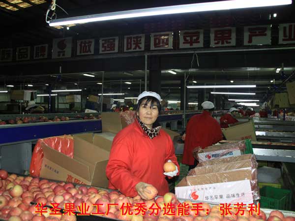 滚球买球的app官网