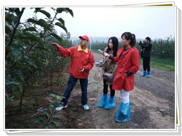 滚球买球的app官网