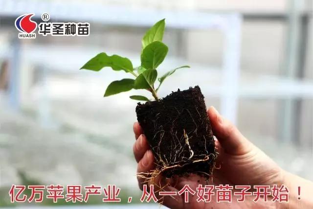 滚球买球的app官网