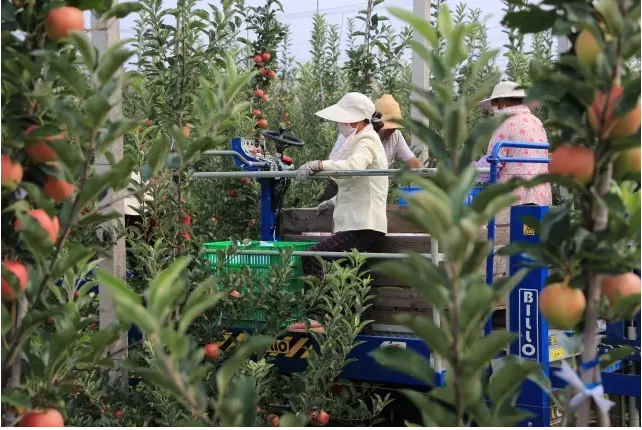 滚球买球的app官网