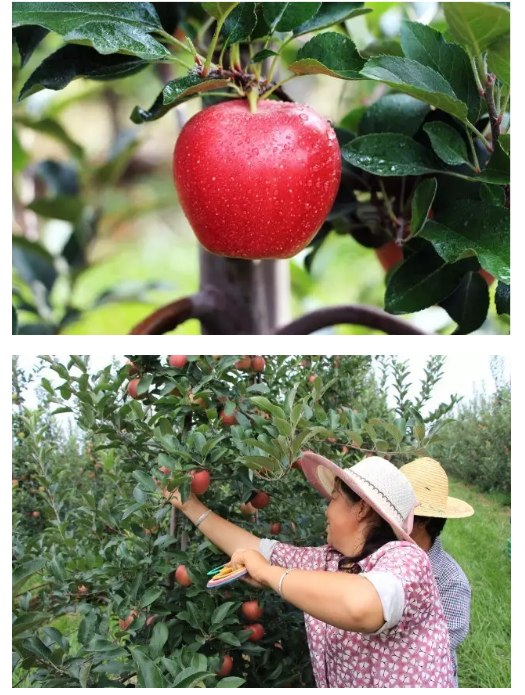 滚球买球的app官网