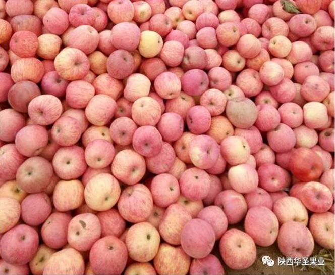 滚球买球的app官网