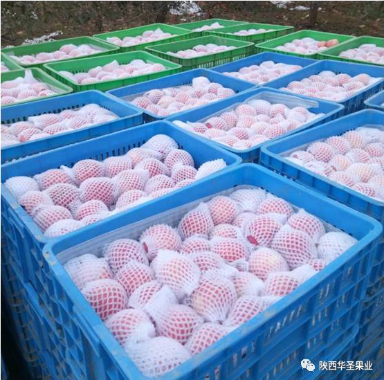 滚球买球的app官网