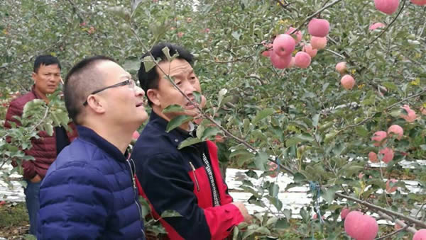 滚球买球的app官网