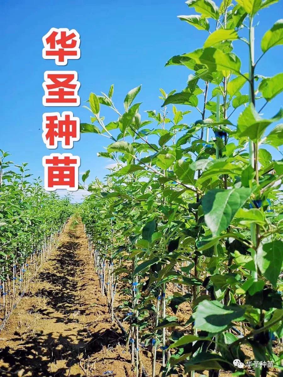 滚球买球的app官网