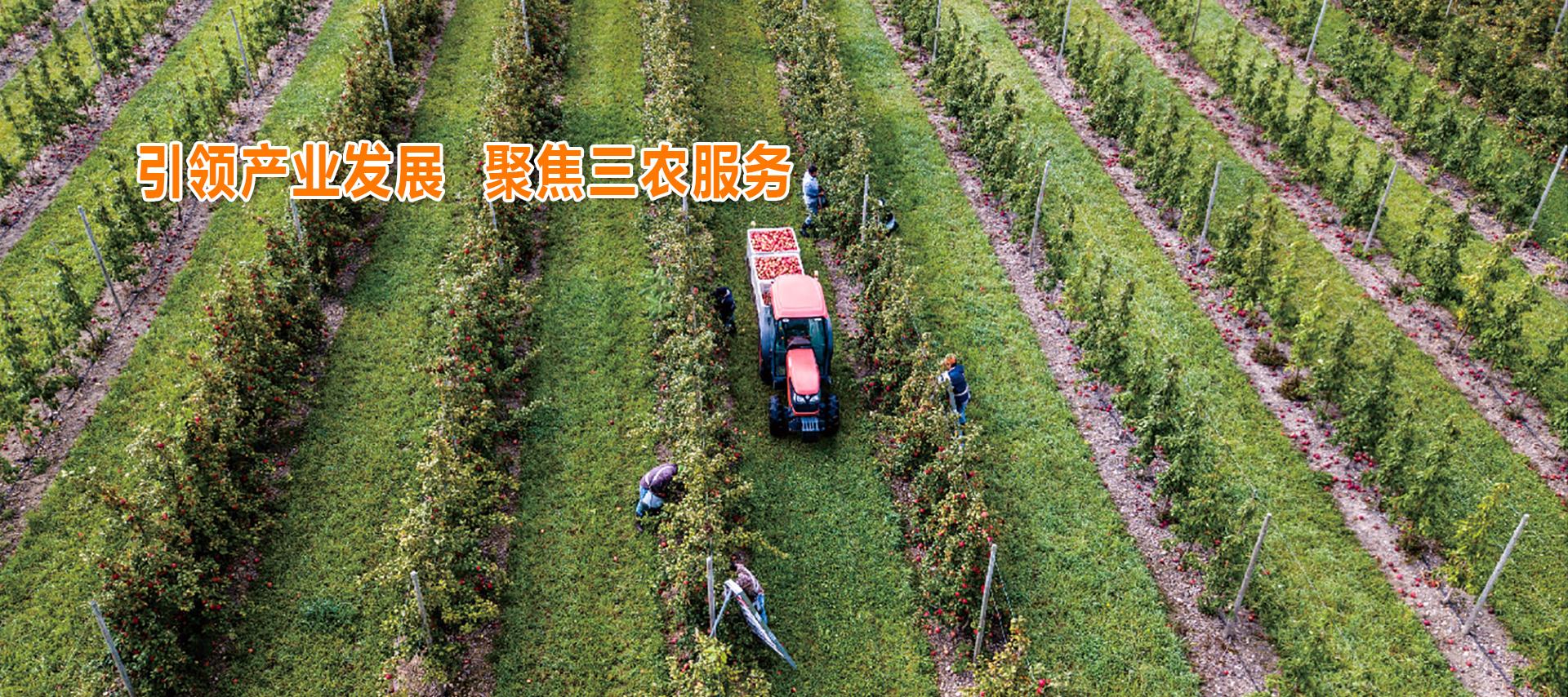滚球买球的app官网