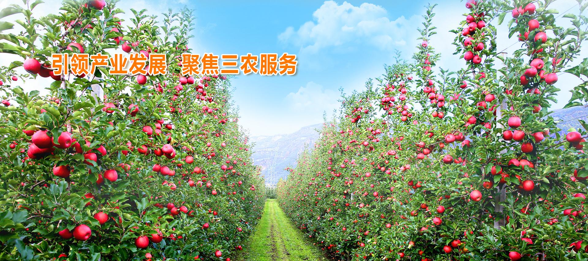 滚球买球的app官网